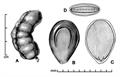 Prosopis farcta